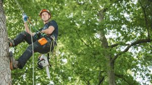 Professional Tree Care Services