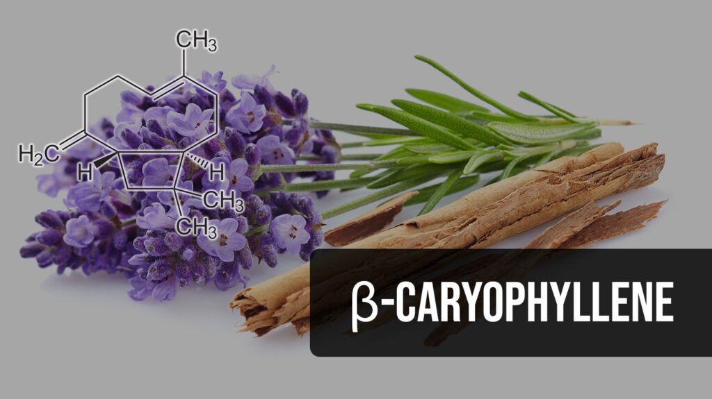 beta-caryophyllene terpene benefits
